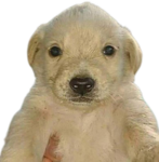 cuevadeperrito