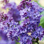 stormy’s flower field