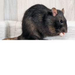 Rat Hangout