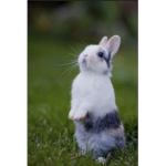 Bunnyyys <3