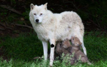 Wolf paridice