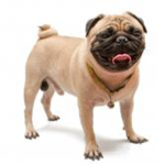Beanie Pug Cafe