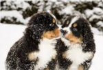 #Doggie_Power!