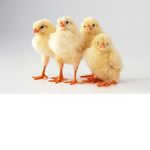 CHICKENS ARMY