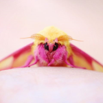 moth cultists