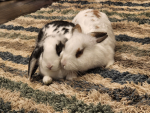 Kitkat cub