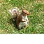 Party Squirrel Squad