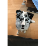 Lukas hihi