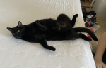 CUTE CATS12345678910