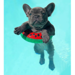 Dogs & Puppies United Official