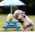 •pigs•