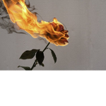 BurningRoses Family