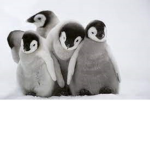 My little penguins xox