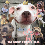 the happy pitbull club