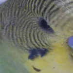 | | birb | |