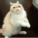 운(?)