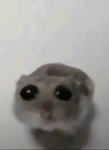 はやすたー