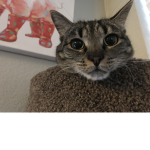 Cat wold