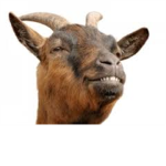 Goat Warriors