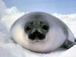HoodedSeal Inc