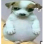 Gotjiblue