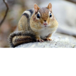 Chipmunk Academy.