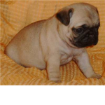 Pug Paws