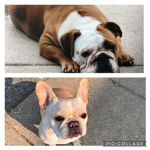 -beautiful bulldogs-