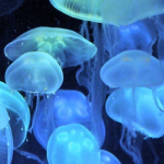 “ jellyfish !! ”