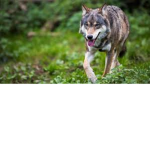 wolwes55