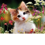 The Kitty Club! <3