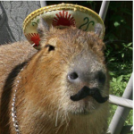 Capy squard