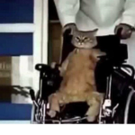 cats in wheelchair