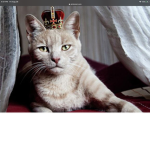 Quincy the king