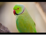 The Parrot Gang