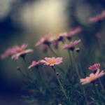 the flower offering