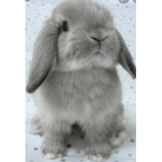 Bunny yay
