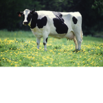 Cows r awesome