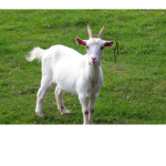 Goat boys
