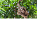 join if you like sloths!