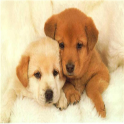 Cute Puppies Roblox decal