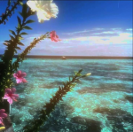 ⋆ plasticstar