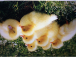 TheDucklingsSquadXD