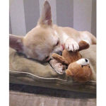 Unicorn chihuahuas
