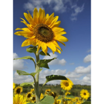 +*Sunflowers*+