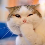 The kitty rping group