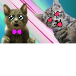 YourAverageCatGurl