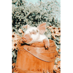 S4NFLOWER