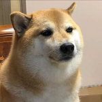 J.D Doge Group!