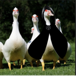 Official Duck Cult